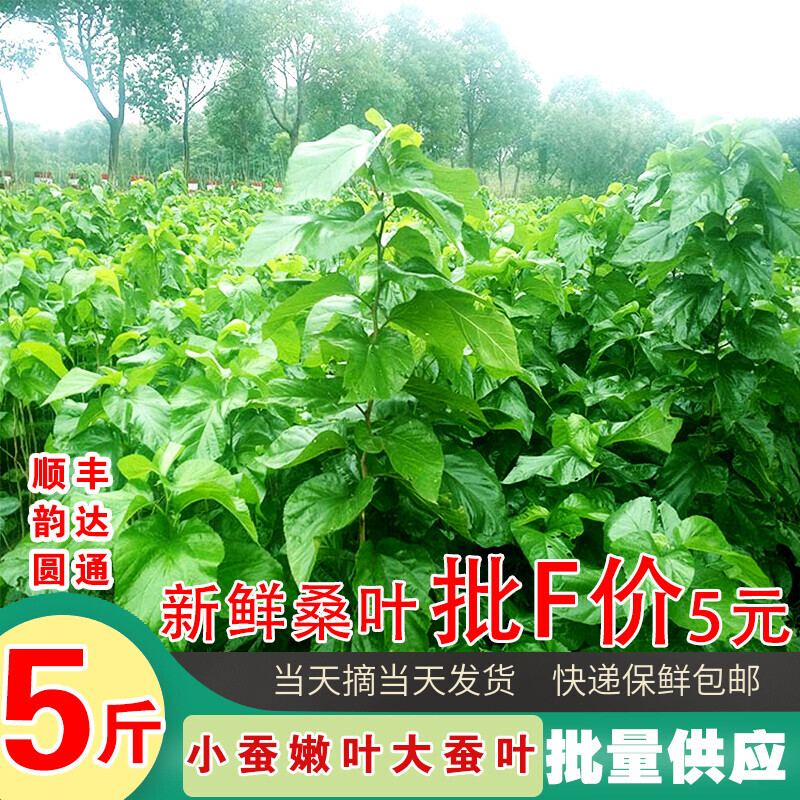 新鲜桑叶蚕宝宝鲜嫩桑叶小蚕现摘养桑蚕食物包邮蚕卵活蚕养蚕嫩叶