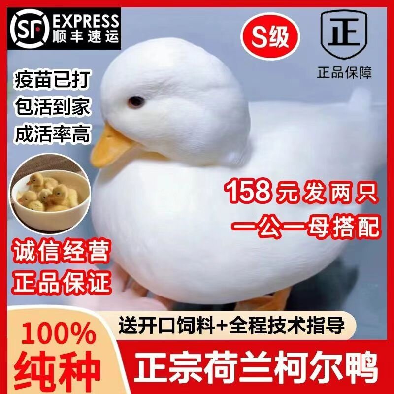 柯尔鸭活宠物网红鸭活柯尔鸭可达鸭的活苗小幼崽活物宠物小黄鸭活