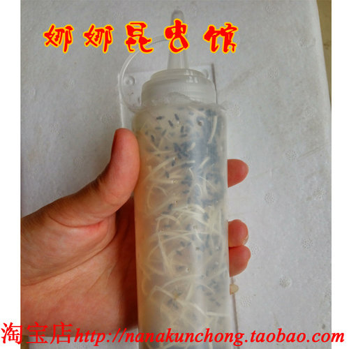 果蝇杯活体饲料大小残翅树蛙跳蛛螳螂蜘蛛活体饲料包邮