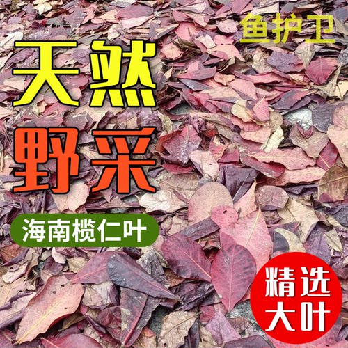 榄仁叶鱼缸懒人降ph值降低水族降酸调节剂乌龟酸斗鱼叶调节橄榄叶