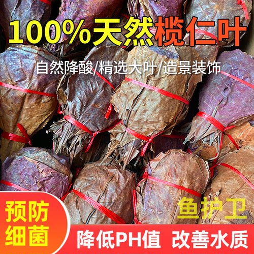 免煮榄仁叶斗鱼降酸PH值天然橄榄