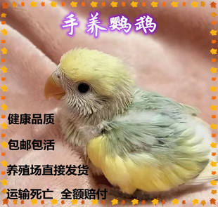 手养亲人桃脸牡丹鹦鹉大头虎皮幼鸟黄化玄凤雏鸟半毛活体宠物小鸟