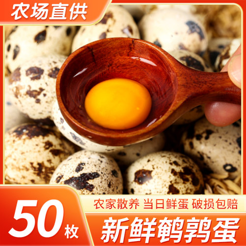 50枚新鲜鹌鹑蛋破损包赔厂家直发