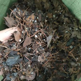 君子兰花土5.8斤