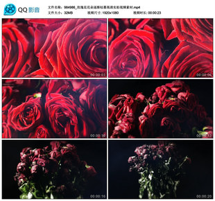 鲜艳红玫瑰花花朵鲜花逐渐枯萎实拍视频素材延时摄影