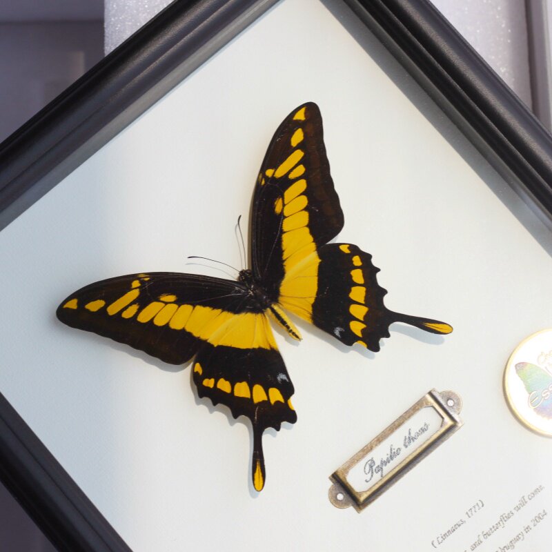 敏芷凤蝶真蝴蝶标本成品展示框礼物摆件挂画装饰罕见生日礼物藏品