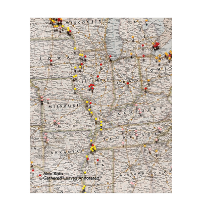 收集叶子注释版英文进口原版图书