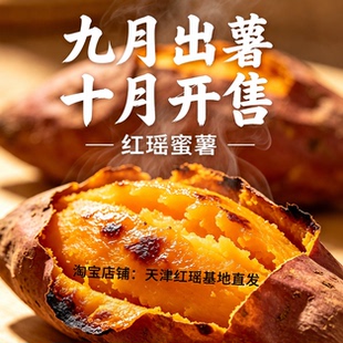 天津红瑶蜜薯宁河岳龙镇红瑶红薯【种植中】