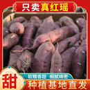 正宗红瑶蜜薯新鲜榴莲黄金蜜薯地瓜软糯香甜番薯天津宁河红瑶红薯