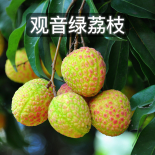 【冷链空运】观音绿荔枝广西灵山挂绿荔枝新鲜现摘现发礼盒装