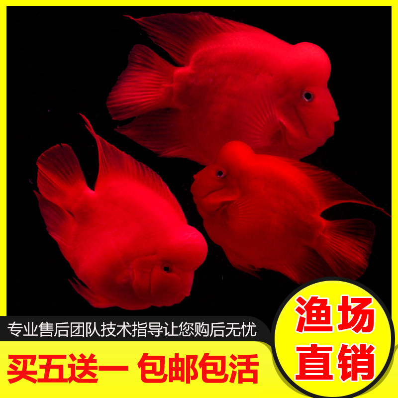 中大型淡水鱼观赏鱼活体热带鱼台版起头财神鱼红鹦鹉鱼发财鱼精品