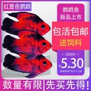 热带观赏鱼活体黑斑红鹦鹉红墨色鹦鹉发财鱼精品鱼花色鹦鹉鱼活物