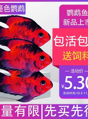 花色活体鹦鹉鱼红鹦鹉发财鱼