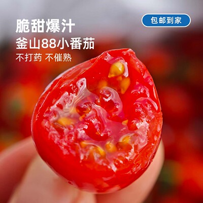 釜山88小番茄丨甜蜜爆汁果香浓郁