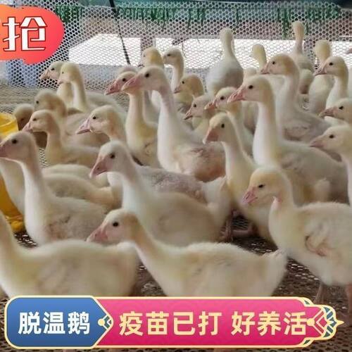 二斤正宗大白鹅活体五龙产蛋下蛋蛋鹅高产四季包邮活鹅狮头鹅活鹅