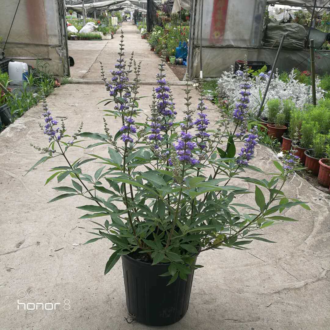 穗花牡荆盆栽成品花苗阳台庭院花镜植物多年生灌木观花包邮鲜活苗