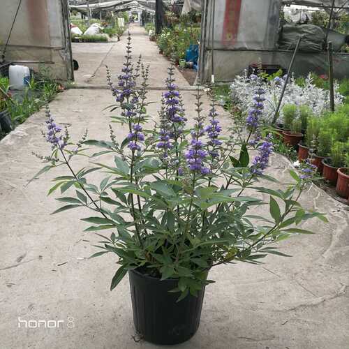 穗花牡荆多年生灌木花苗盆栽包邮