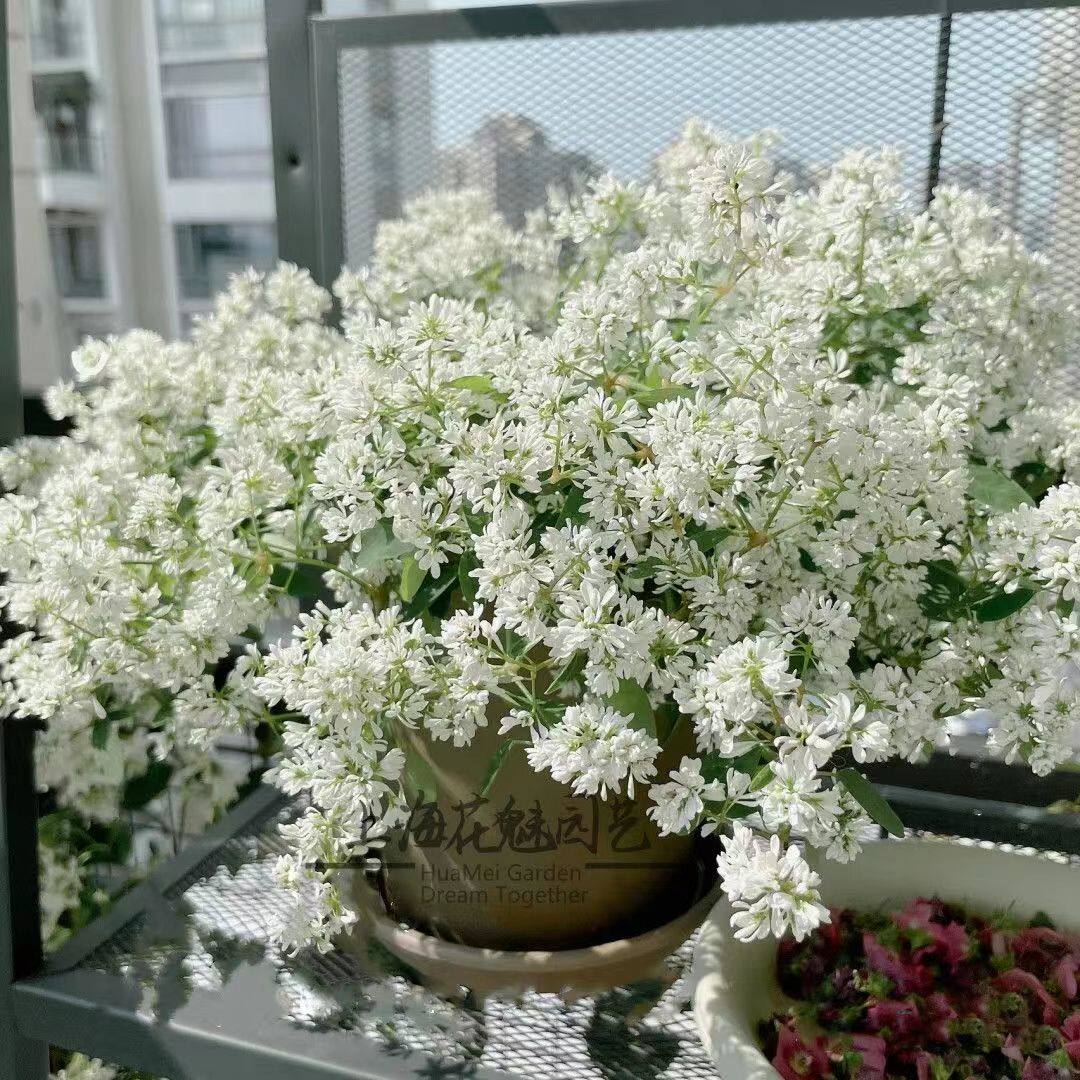 钻石霜飘雪花禾叶大戟圣诞白雪耐寒植物四季花庭院花园盆栽包邮