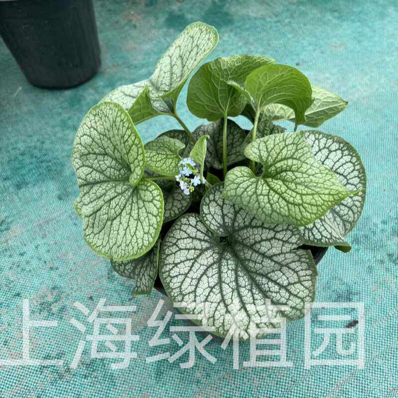 牛舌兰南非进口心叶牛舌草反银光庭院耐寒地被耐阴彩叶植物多年生