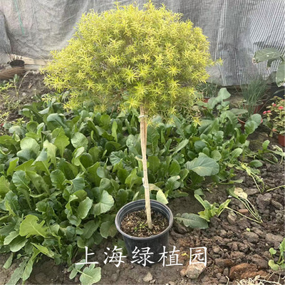 四季常青阳台花园美化环境多年生