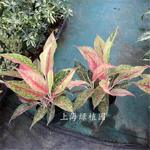 盆栽万年青办公室绿植水培植物