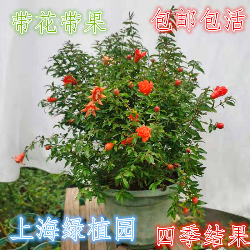 石榴树盆栽石榴花室内阳台种植四季观赏开花大小石榴树苗容易好养