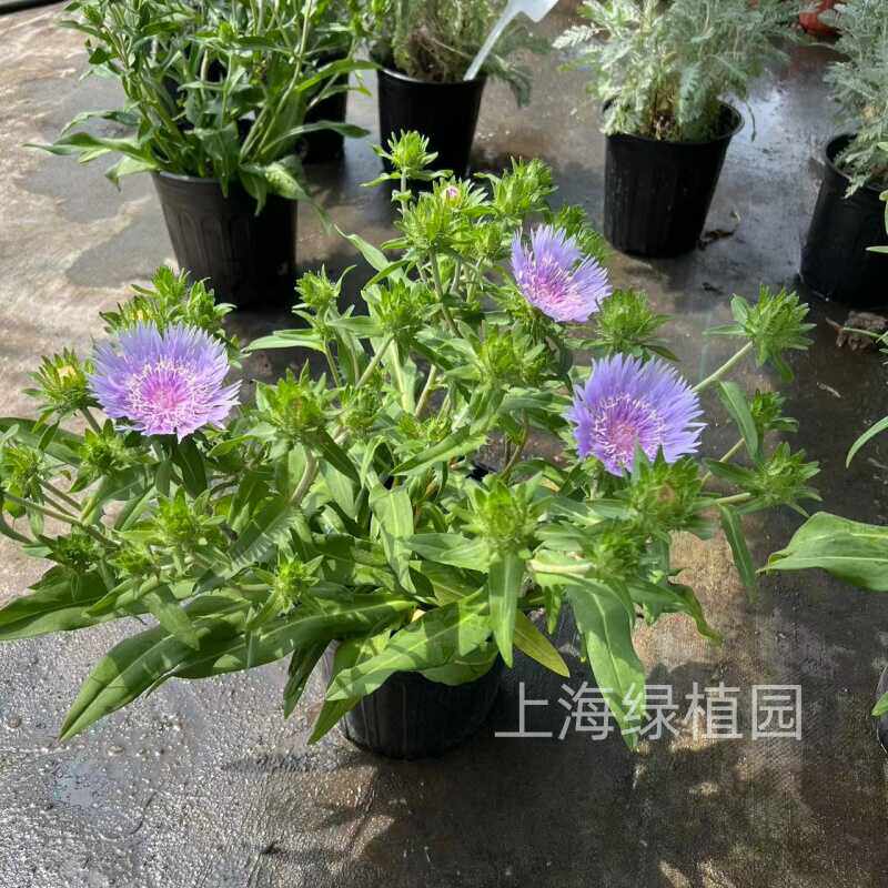 琉璃苣 stokesia laevis多年生盆栽苗耐热耐冻阳台花园园艺花箱