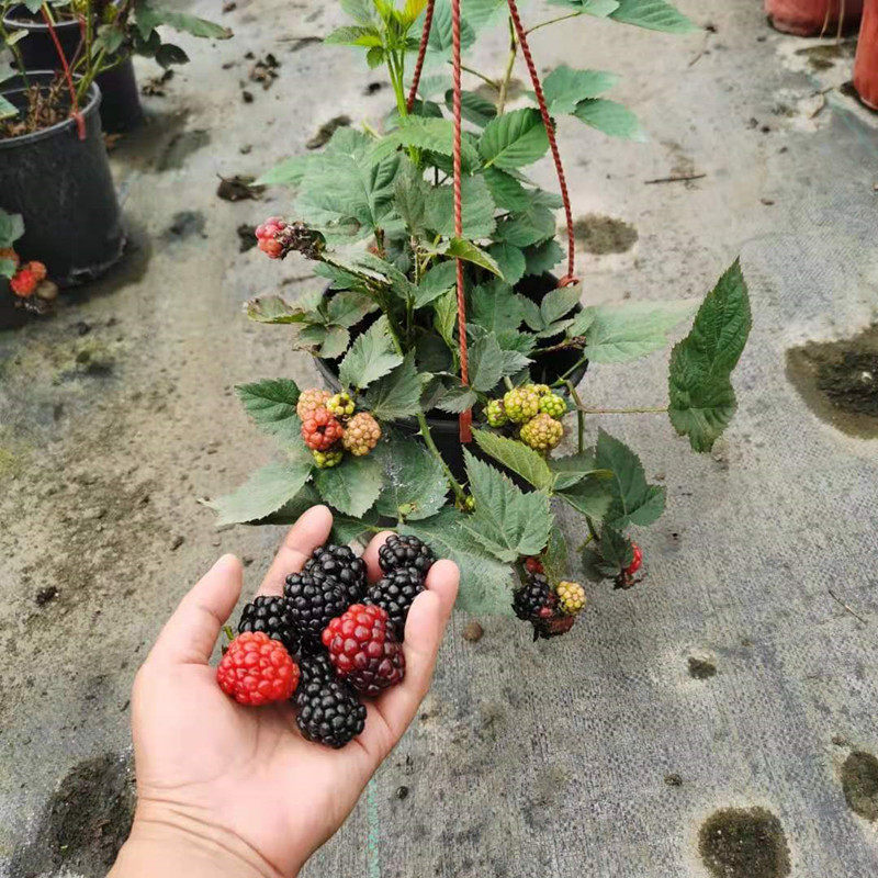 树莓盆栽山抛子牛奶泡刺葫芦植物爬藤山莓庭院阳台树苗多年生包邮