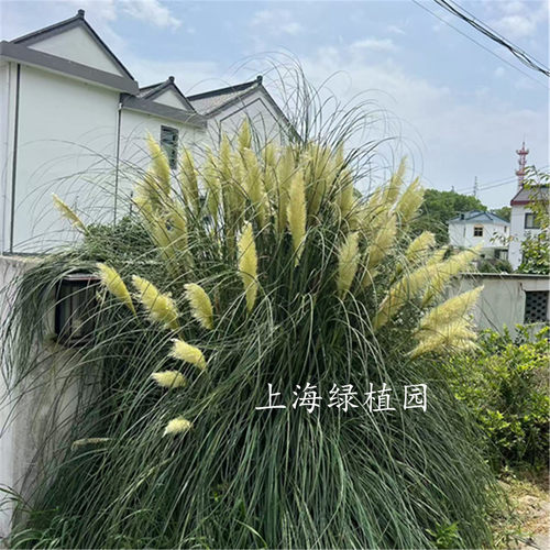 蒲苇花庭院阳台花镜植物好活包邮