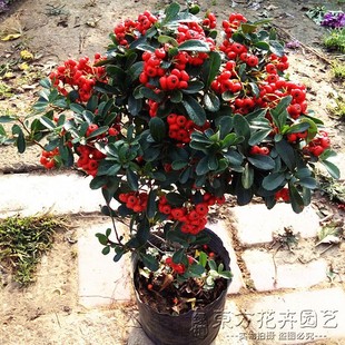 吉祥果吉庆果盆栽火棘相思豆红果子观赏植物耐冻耐热阳台花园造景