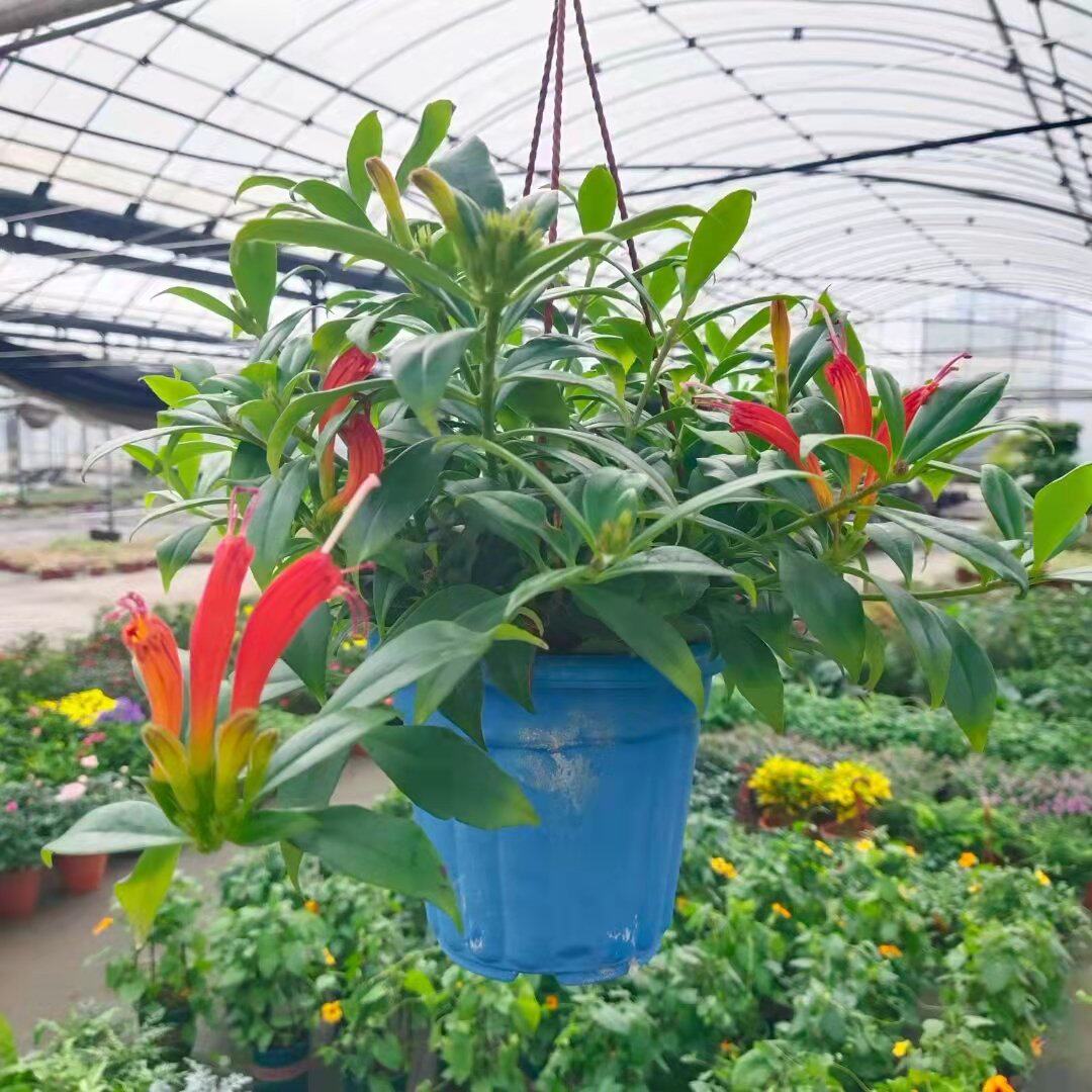 耐寒火凤凰还巢火凤凰直立口红红蜻蜓盆栽阳台花卉多年生木本包邮