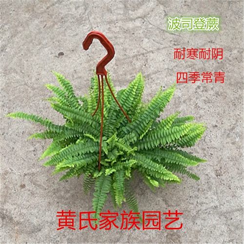 傅氏狼尾蕨办公室室内蕨类植物