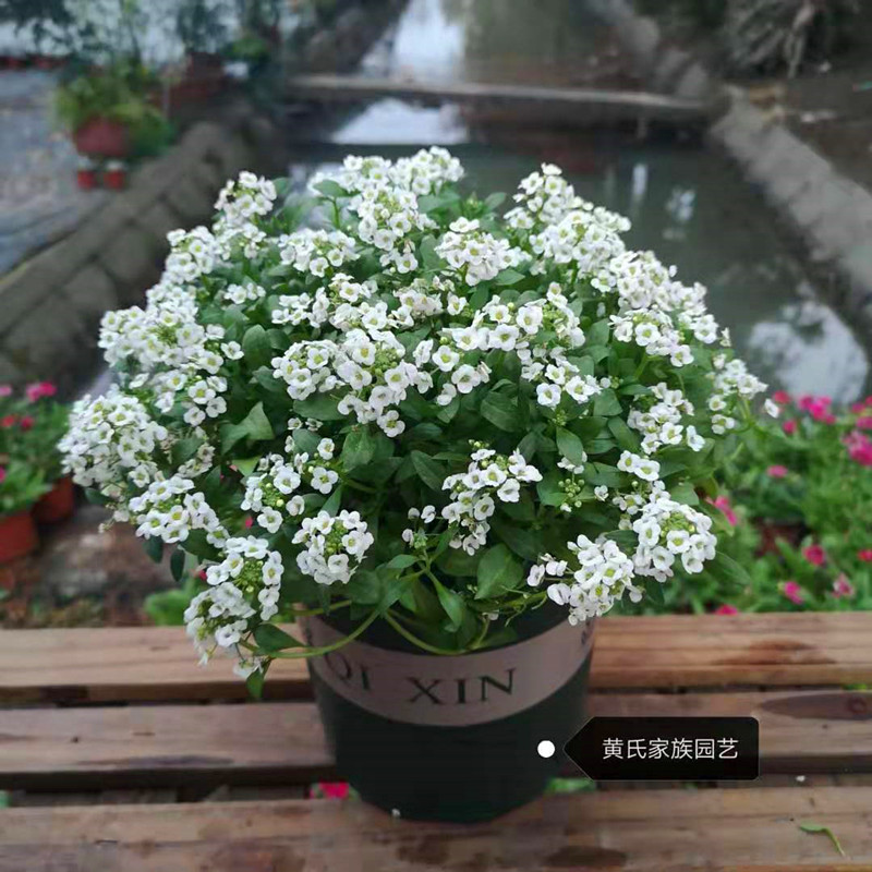 香雪球盆栽花苗芳香型花卉耐寒蜜源带花发货地被花海阳台庭院包邮