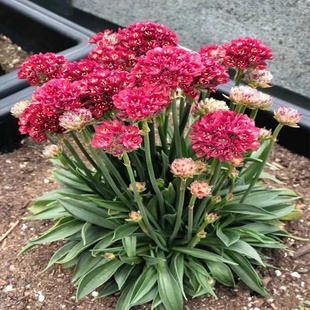 海石竹盆栽多年生宿根花卉室外阳台庭院花园植物四季常青桌面清仓