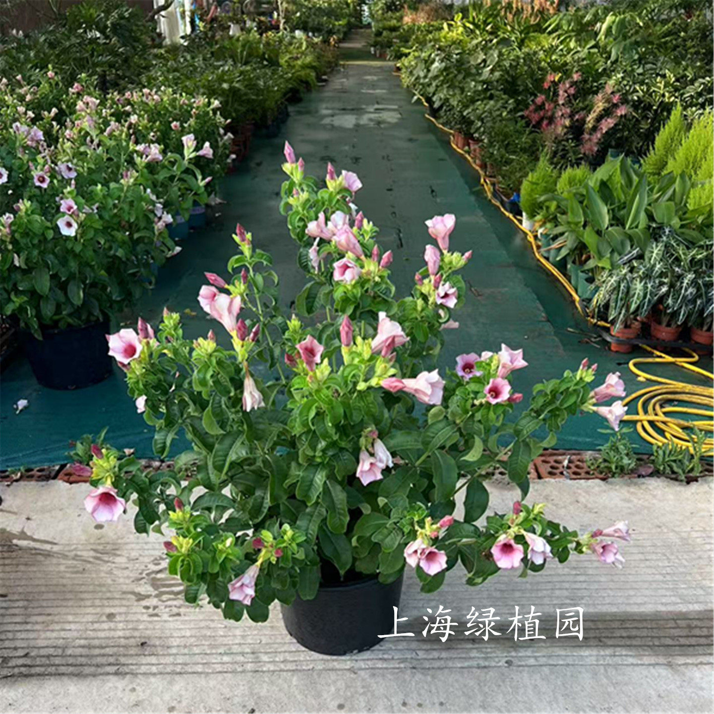 紫蝉黄蝉花趣味成品大花木本植物带花庭院阳台耐热多年生四季盆栽