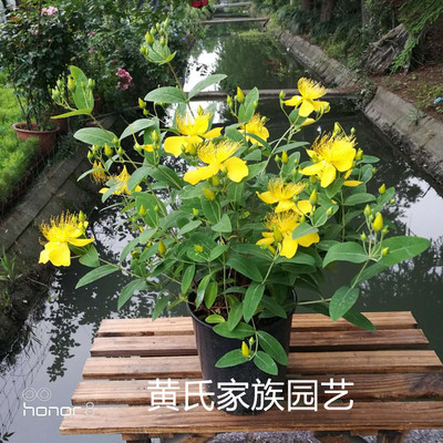 多年生木本植物阳台花园灌木包邮