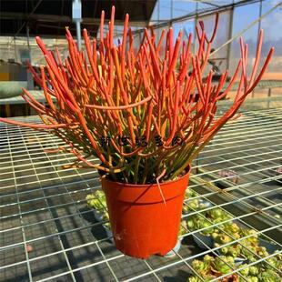 红珊瑚彩珊瑚盆栽办公室阳台庭院沙漠绿植花园公园造景光棍树耐干