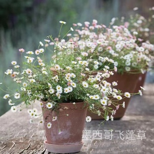 墨西哥雏菊飞蓬草盆栽花苗易爆盆耐冻耐热夏季阳台花园爆花包邮