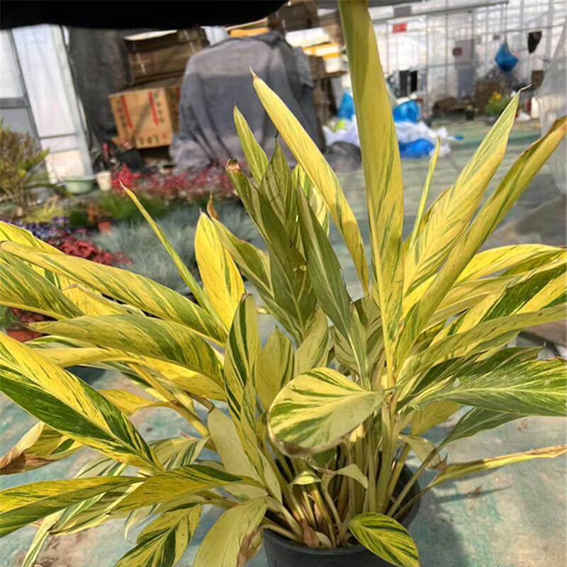 花叶良姜阳台室外园林观叶观花植物艳山姜彩叶姜花香叶好看多年生