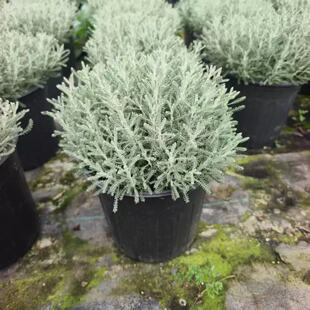 银香菊 盆栽 花镜百搭植物棉杉菊室外庭院耐寒好养银色叶花卉包邮