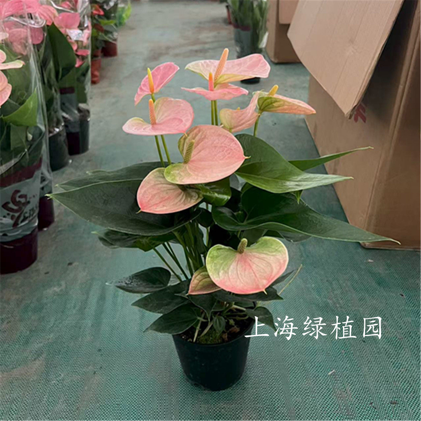 红掌 紫掌齐祖白掌一帆风顺除甲醛-客厅桌面摆放喜阴花卉水培盆栽