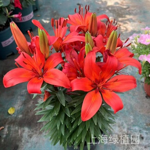 香水百荷花盆栽亚百合暗香百合芳香型室内花3棵苗带花苞发货包邮