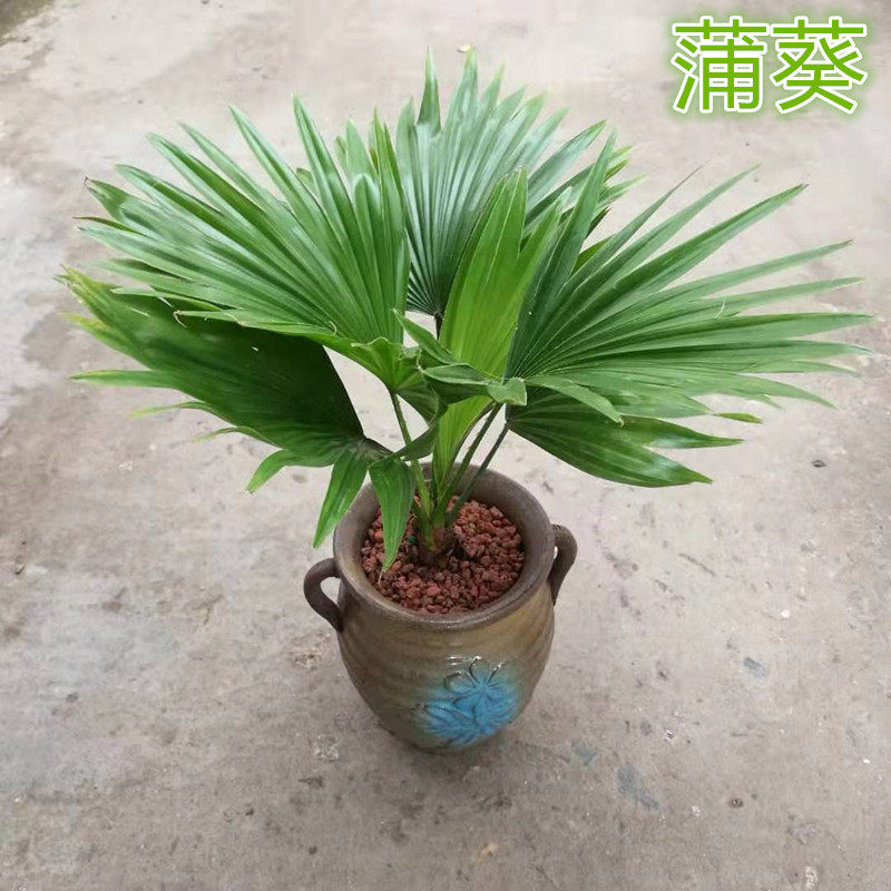 蒲葵盆栽蜀葵棕榈盆栽多年生绿植四季常青不落叶观叶盆栽室内花园