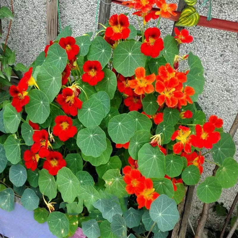 旱金莲盆栽苗旱荷花垂吊爬藤花卉室内阳台花园易活包邮多年生植物