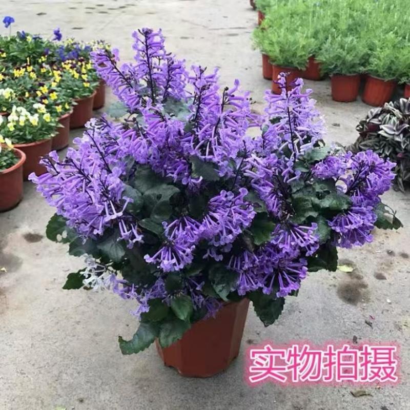 薰衣草吸毒草盆栽苗莫奈香草包邮