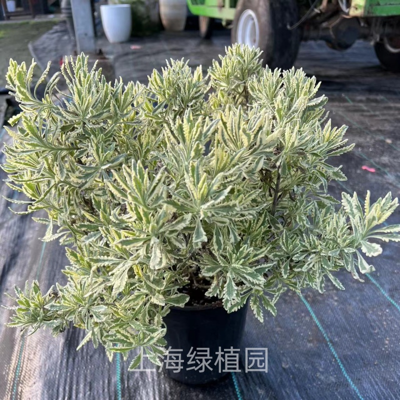 花叶薰衣草米罗盆栽绿植多年生耐冻耐热四季植物阳台花园花镜包邮