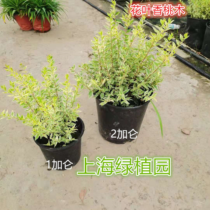 花叶香木桃金姬小蜡多年常绿芳香灌木庭院花镜植物阳台栽耐寒耐热