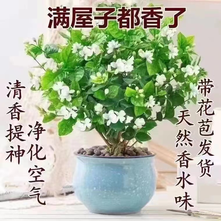 茉莉花皮实好养藤耐热耐高温暴晒