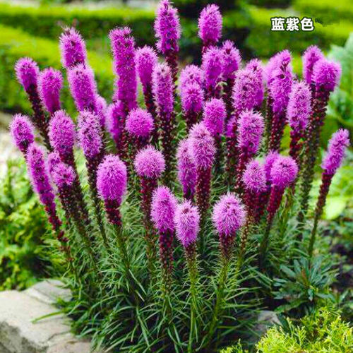 蛇鞭菊庭院阳台四季开花花镜植物