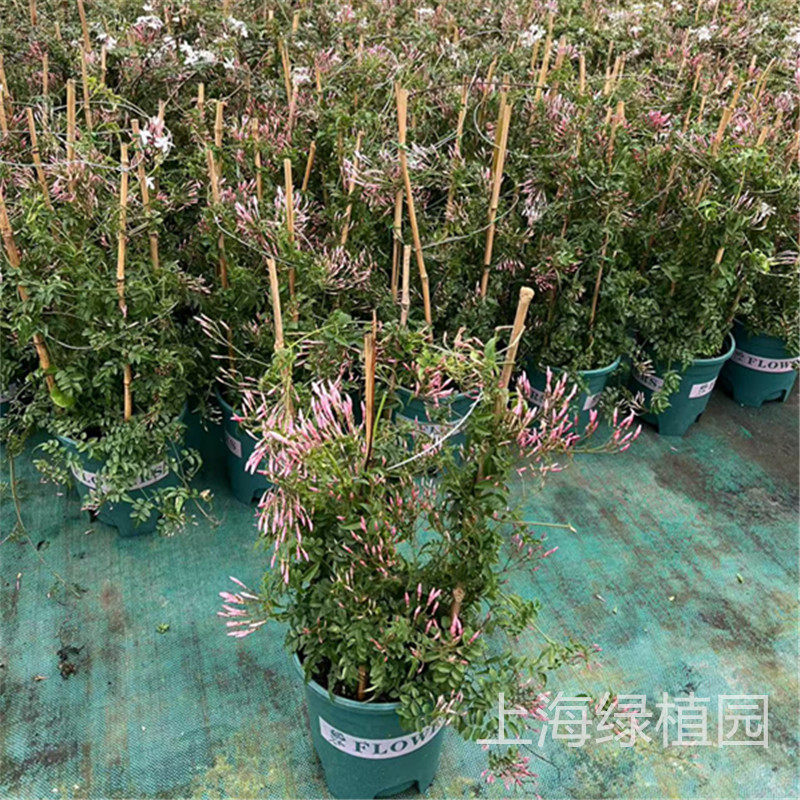 素馨花金叶黄馨藤本花苗阳台庭院有香味爬藤木本植物耐寒耐热包邮